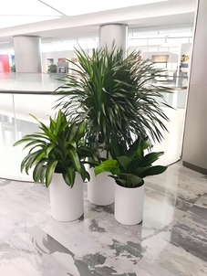 宁波慈溪花木出租，给你自然环抱的体验